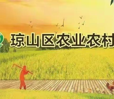 能力提升，助力琼山先进实用农业技术的集成与示范推广——琼山区农业农村局组织技术骨干赴屯昌学习先进经验