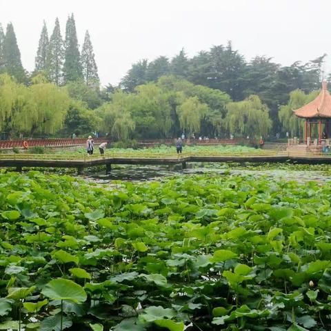 荷花青岛中山公园小西湖