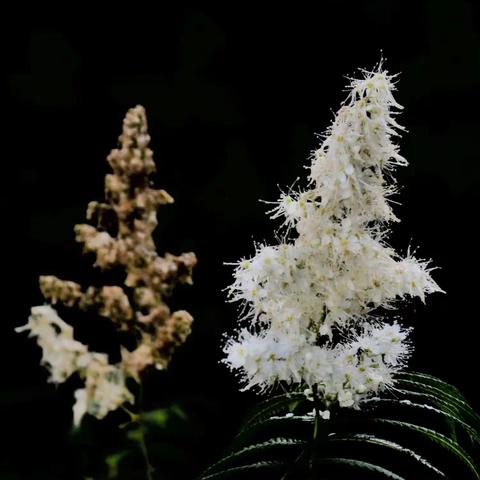 珍珠梅青岛中山公园