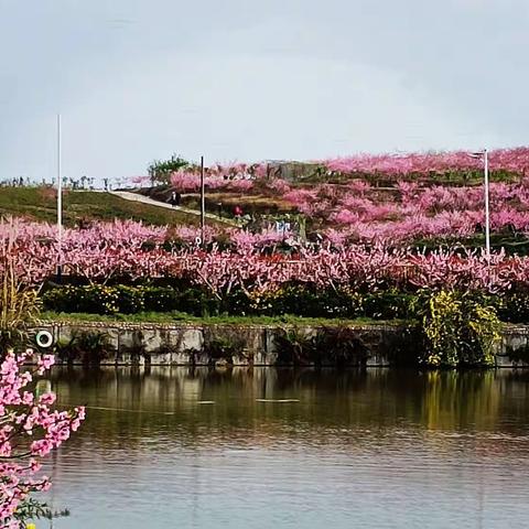 五指山桃花盛开＂花谷＂染红青山（手机版）