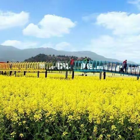 打卡"中国挂面村"醉美油菜花