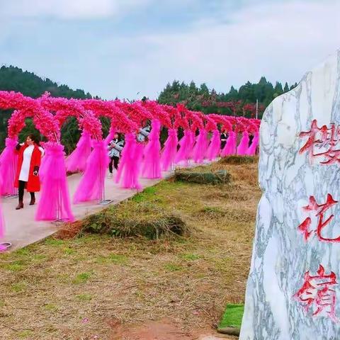 中江樱花嶺红樱烂漫
