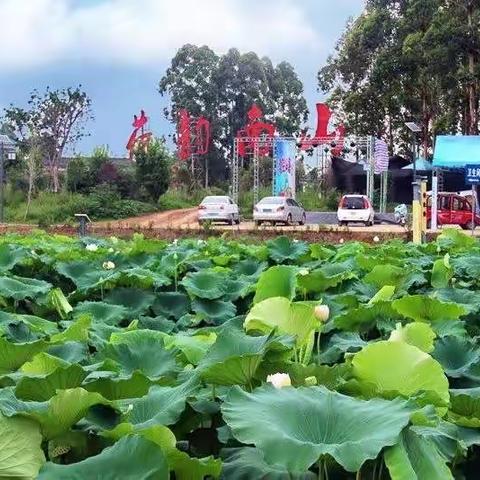 荷叶田田映乡村         荷花依依醉游人