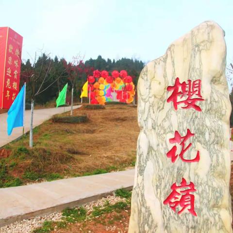 樱花嶺那遍山樱花又红了