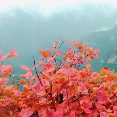 漫谈朱德出太行路居郭家坨村大事与轶事微信群论