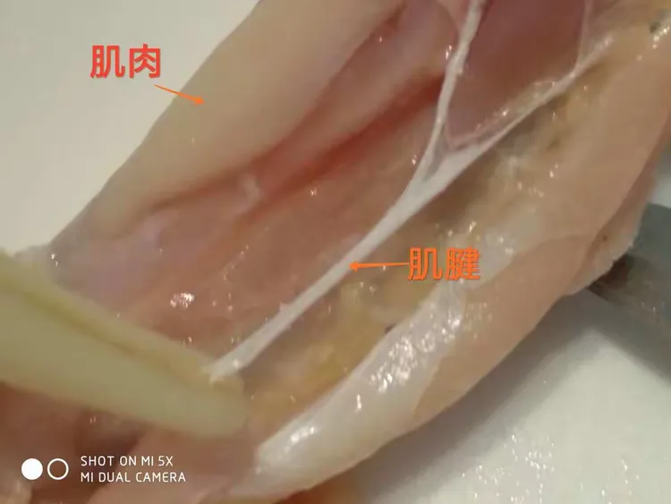 鸡翅解剖观察实验