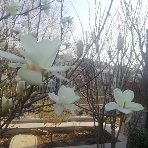 静待花开的美篇