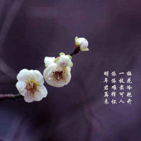 《梅花三弄》之二：赏梅