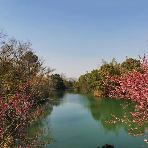 西溪赏梅正当时