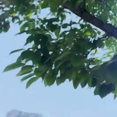 【实验·特色课程】尚美·向美——实验学校小学部开展校园写生活动