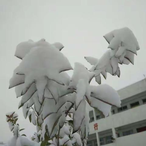 校 园 雪 景