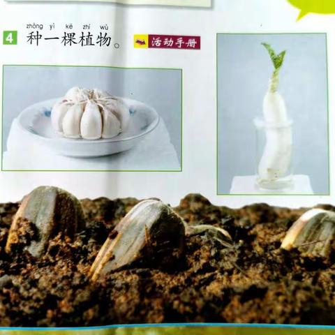 陪孩子一起种植，感受成长的魅力——致一年级家长的一封信