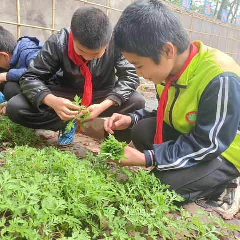 （课题动态5）艾草飘香满校园，蓓蕾绽放传温情