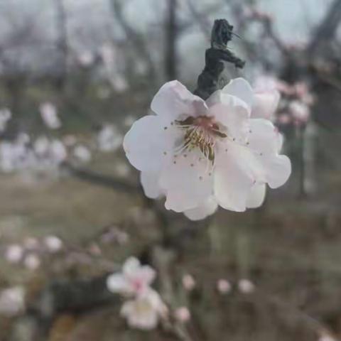 屈家岭景美如诗