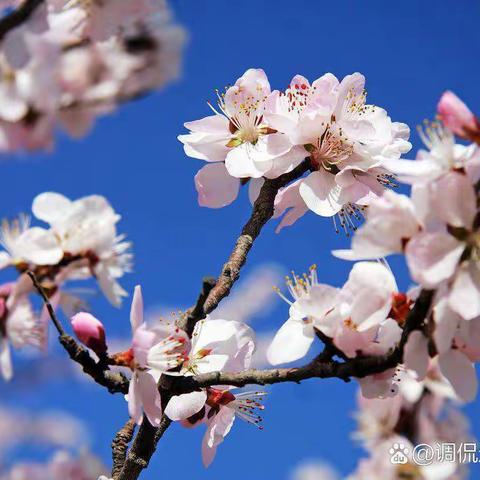 小诗一首，桃花