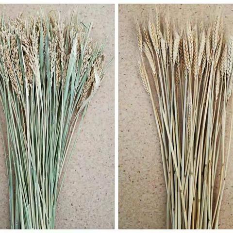 食物的秘密——郭巷实验小学附属幼儿园小（5）班课程故事