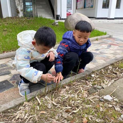 寻找春天的野味