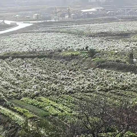 菊花种植助脱贫