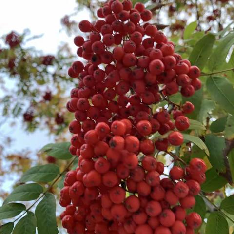 2019年10月9日～22日加拿大采风（枫叶🍁及奇花异草）