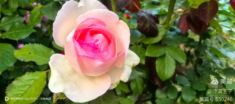 黄色月季花叫什么名字