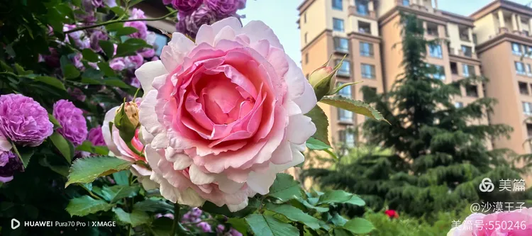 黄色月季花是什么品种
