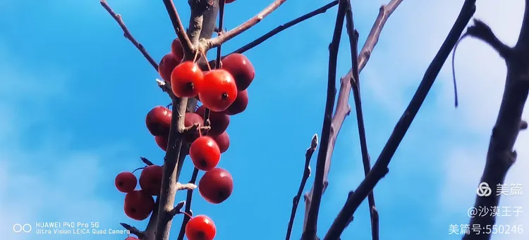 绿化海棠果子图片