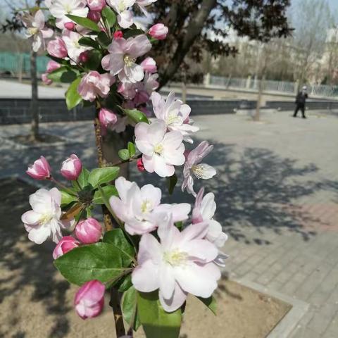 春天如约而至—美丽的高青县夕阳红老年公寓