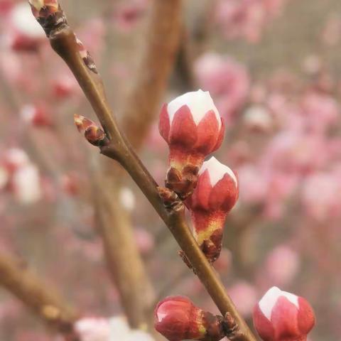 最棒超脑专注力