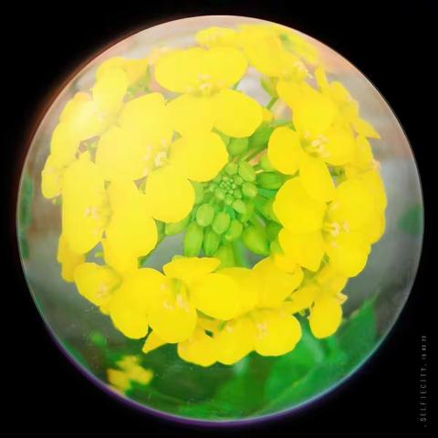 八年级生物美篇