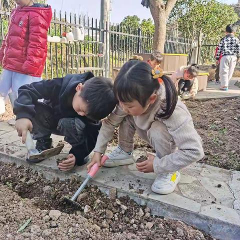 小小植物园，大大幼儿情——记大三班植物园