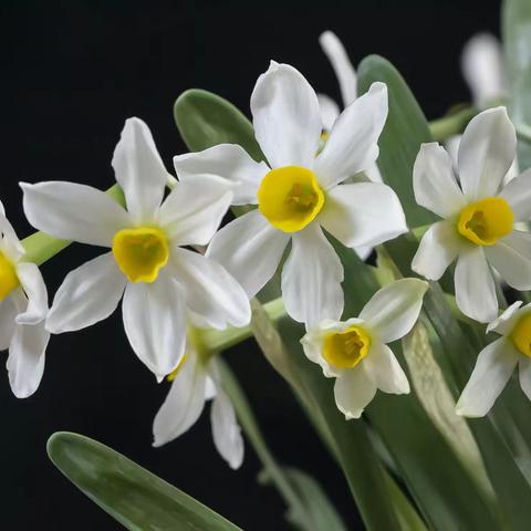 凌波仙子~~~水仙花