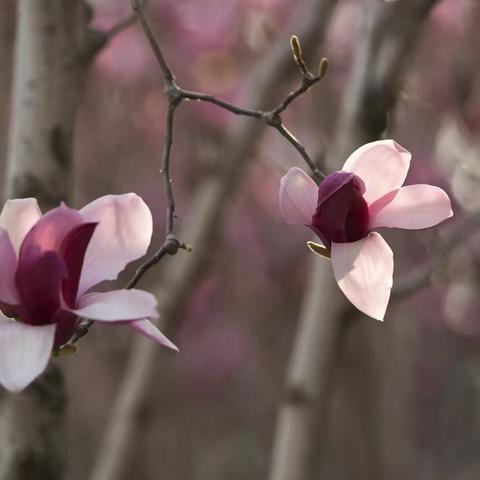 红是精神白是魂  玉兰盛开抖清纯