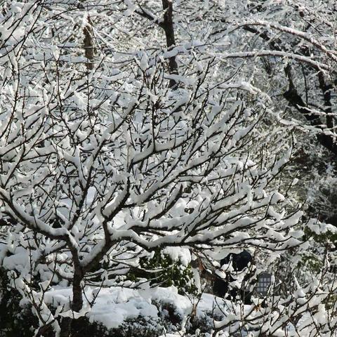 阳春三月雪花飘  树挂枝头绽异彩