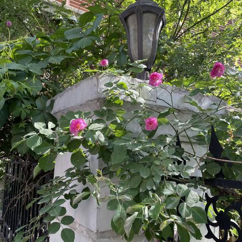 满架蔷薇一院香