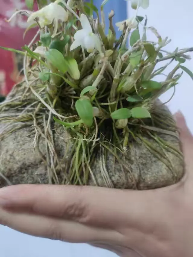 寄生石上露银根