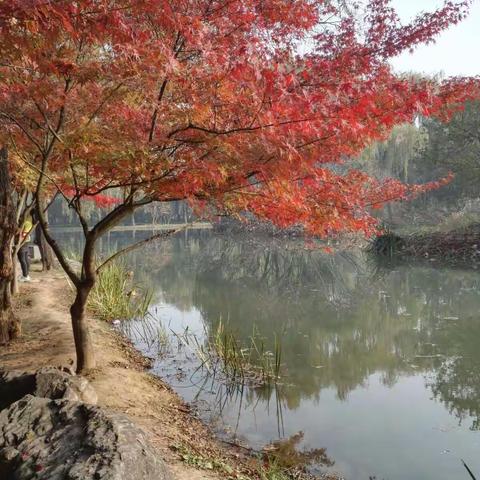 秋日午后之隋唐植物园枫叶记忆