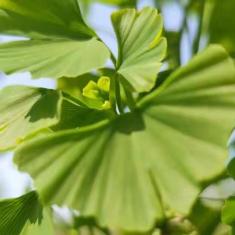 🌸“点滴成习惯🌞未来皆可期”🌸魏桥创业魏桥幼儿园线上“好习惯养成”专题活动