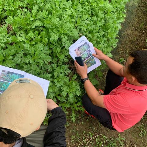 龙泉镇2021年开展非法种植制毒原植物 踏查铲除排查工作