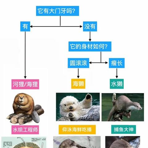 中英双语分辨各种相近小动物