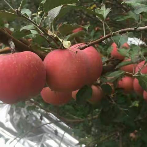 🍊无农药残留的原生态苹果😜小嶷山原生态苹果农庄🍊山西临猗黄土高原😜