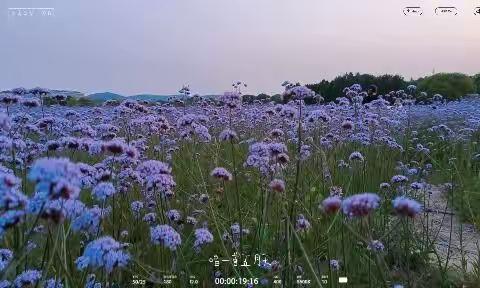 城市中的马鞭草花海