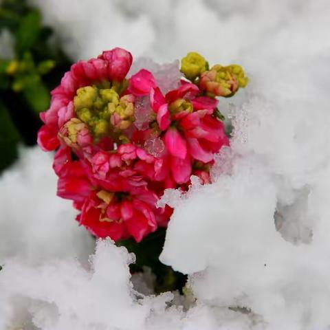 南方人的雪