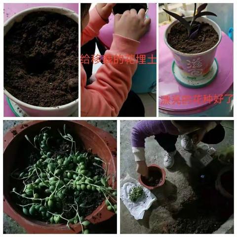 劳动也快乐——种植花卉