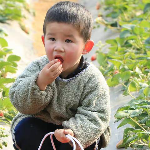 温棚里的春天，鲜花果实累累