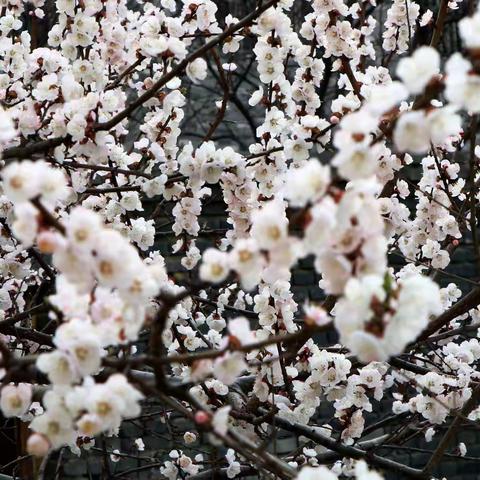 赏花