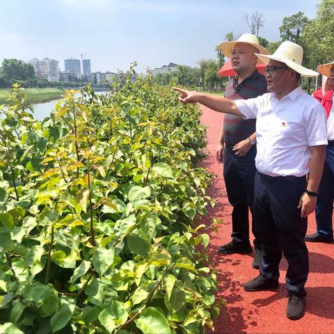 音西街道全力推进河长制工作
