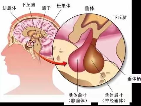 谈谈体检报告中的生长激素指标