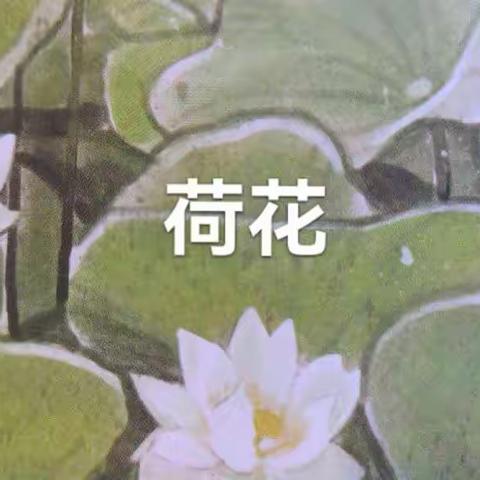 《荷花》形态各异片段仿写