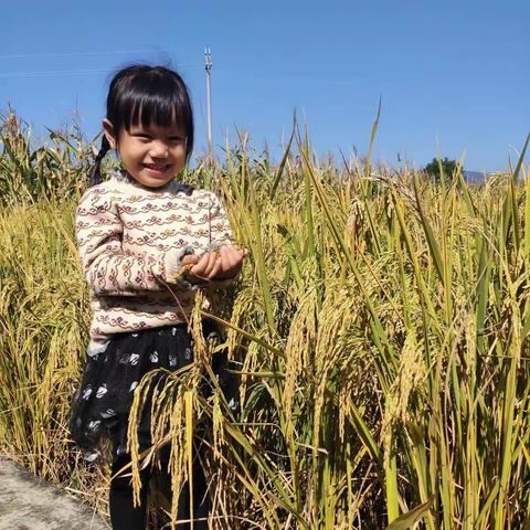 “走进秋天的田间，见证秋天的收获成果”石岭幼儿园秋季活动