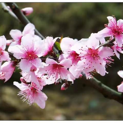 乐贝儿  圣情   丁峰三家家政公司联合举办网上培训第三期，“学习、奋斗、自强、自立”